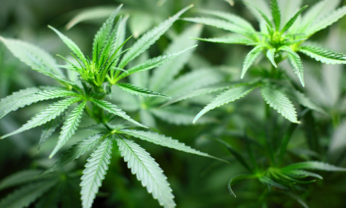 Cannabis Commission grapples with application controversies ahead of key meeting