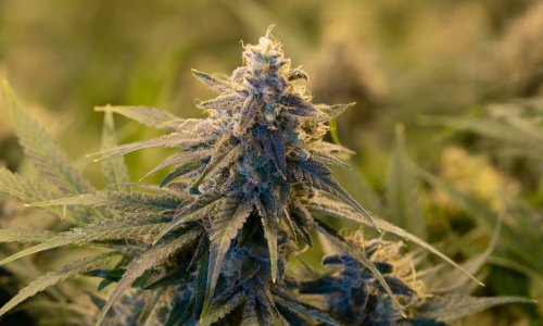 Cannabis legal fight heating up between Jersey City and state officials