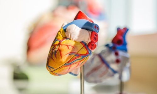 Cannabis use disorder linked to increased cardiovascular disease risk