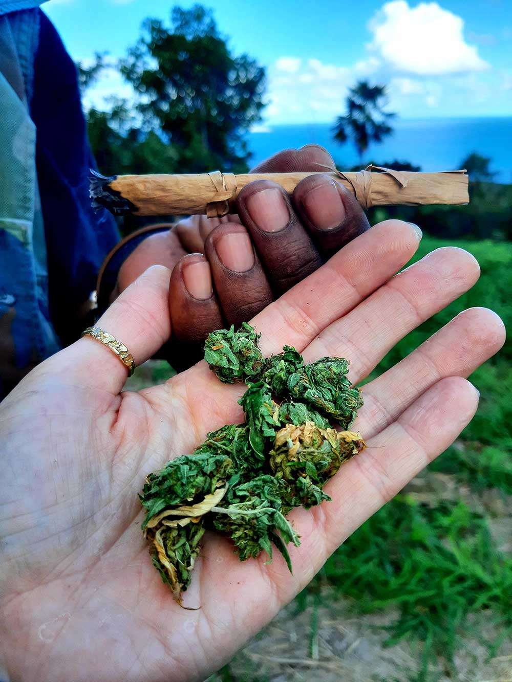 Virgin Islands Cannabis