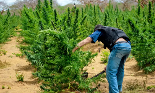 Cops Cleared of Federal Charges after being linked to tipping off illegal Cannabis Operation