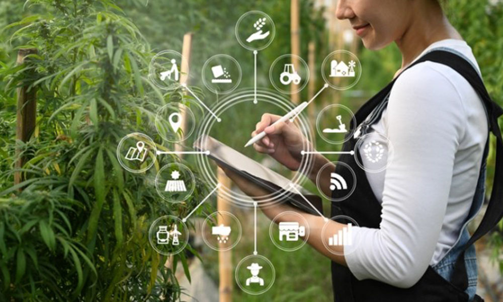 Top Performing Cannabis Grow Facilities