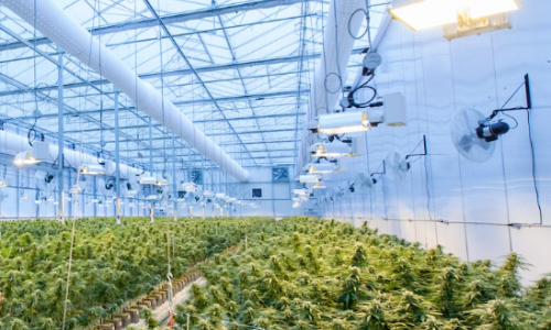 First two Cannabis associations granted license to operate