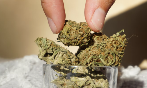 How moldy is Missouri Marijuana? Local company’s tests stir up controversy