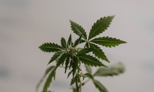 Is Cannabis Rescheduling a Solution?