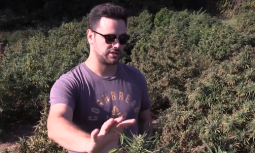 Kentucky and Hemp, a centuries long relationship to its roots