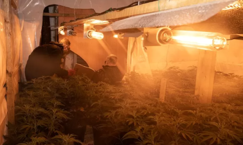 Man who used Boston warehouse as Cannabis factory jailed