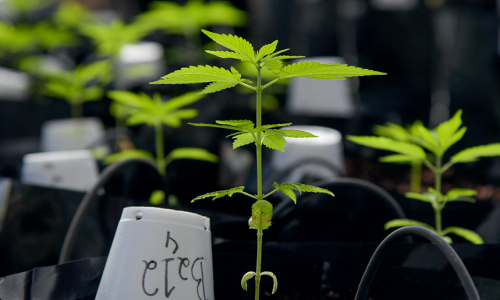 Minnesota Funds Missouri Cannabis Firm with $15M for Iron Range Growth