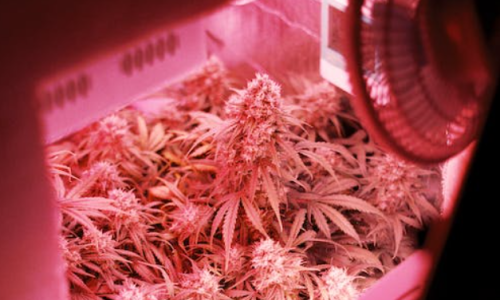 Missouri gave one of few small-business marijuana licenses to a New Jersey company. Why?