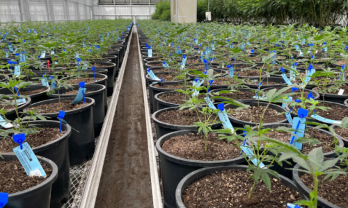 Missouri lawmaker calls for investigation into ‘fraudulent activities’ in Cannabis program