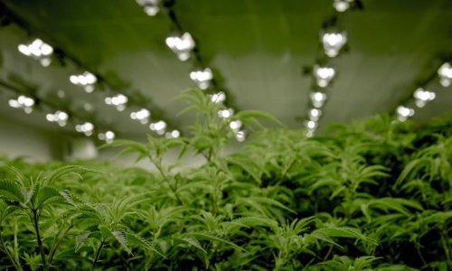 Nearly $37M of illegal Weed found in California Warehouse