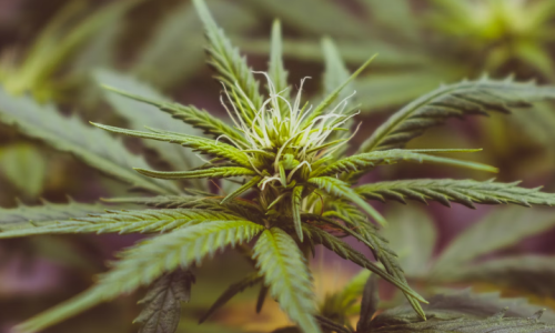 New York Cannabis Office Releases Fact Sheet To Battle Misinformation About Weed, Fentanyl