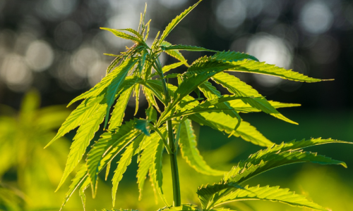 Now that Recreational Cannabis is legal, here's how to start your own pot business