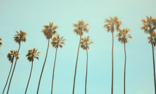 Palm Springs Puts Temporary Hold on New Cannabis Licenses