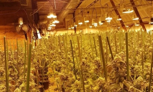 Police seized $1.7M worth of illegal Cannabis