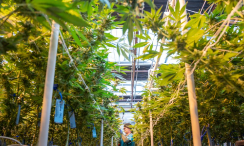 The urgent need for Cannabis reform