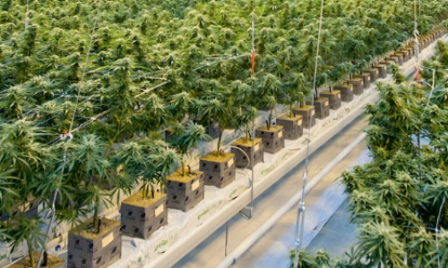 UK Medical Marijuana imports triple, Government considers regulating CBD products as food