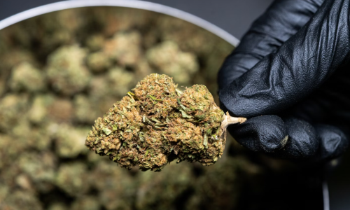 US Cannabis reforms could send pot stocks higher