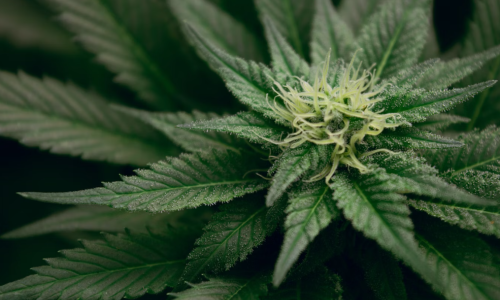 US Census Bureau shows $5.7 Billion collected in Cannabis Tax Revenue Since Q3 2021