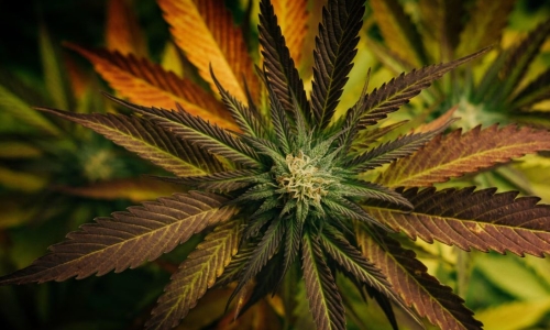 USDA Approves Low-THC Hemp Plants for U.S. production and breeding