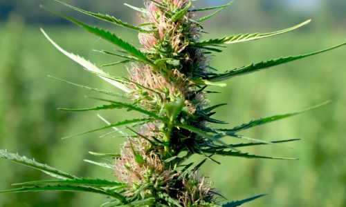 Will NH farmers grow Marijuana if state legalizes it?