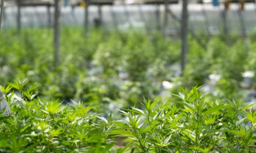 Arkansas Cannabis Sales On Pace For Annual Record, October Trends Show