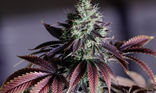 Ban of recreational marijuana licenses being considered