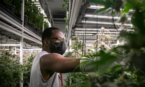 California wants to rollback environmental rules for Cannabis
