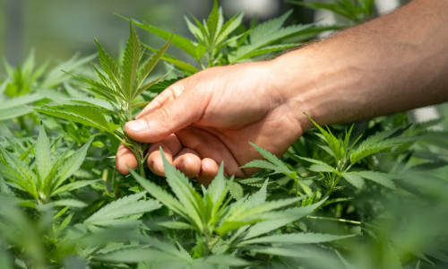 Cannabis Control Commission director leaving in December