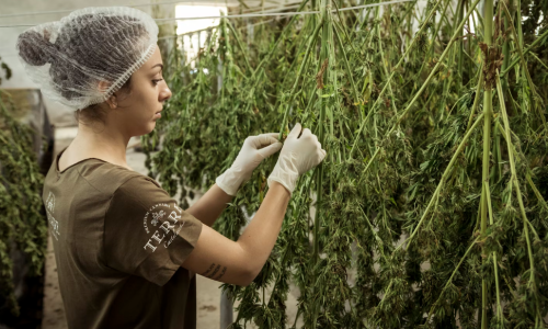 Cannabis licenses on hold may get the green light Monday