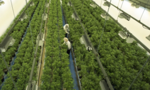 Canopy Delivers Third Consecutive Quarter of Revenue Growth