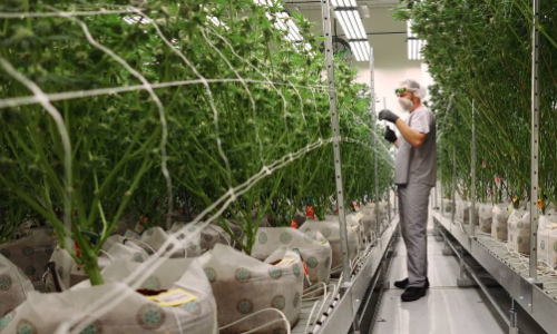 Craft cannabis growers in Illinois try again to overcome industry opposition to expansion