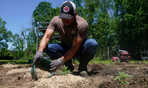 ‘Help us, we are dying.’ New York’s Cannabis farmers are at their breaking point