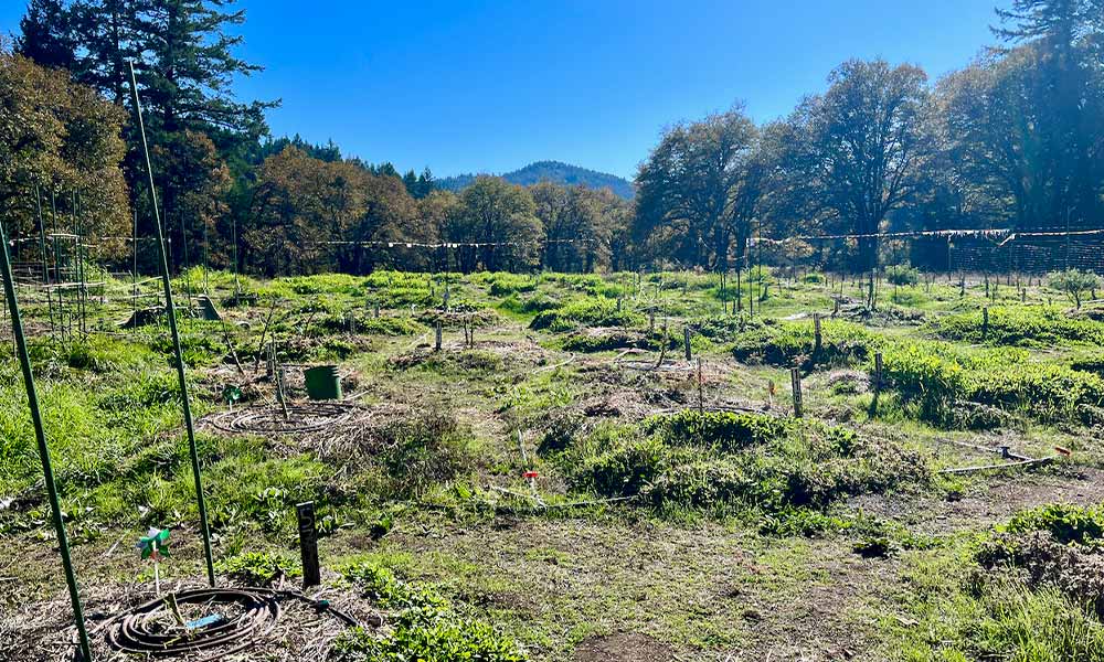 Winterize a Cannabis Farm post harvest