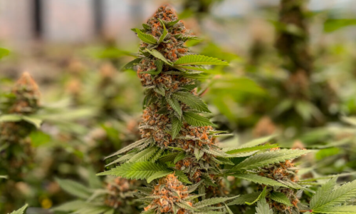 Federal lawsuit reveals behind-the-scenes saga of failed Missouri marijuana testing lab