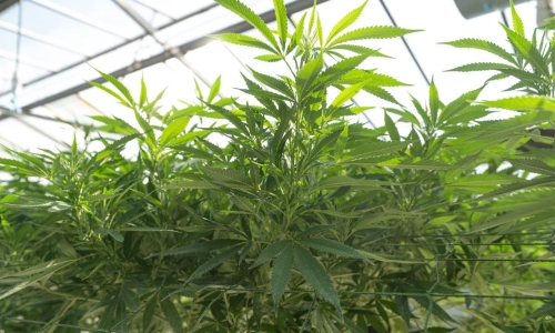 Feds Tell Farmers To Grow Hemp or Weed, But Not Both