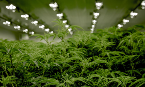 Global tobacco giant ups investment in Cannabis producer Organigram