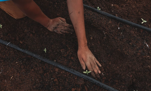 Hemp Farmers Are Losing Their Licenses After Growing Cannabis