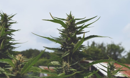 Hemp industry survives its early years