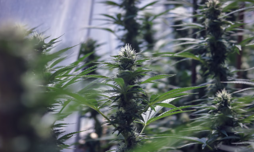 Introduction To “The Other One” – Hemp Is Cannabis