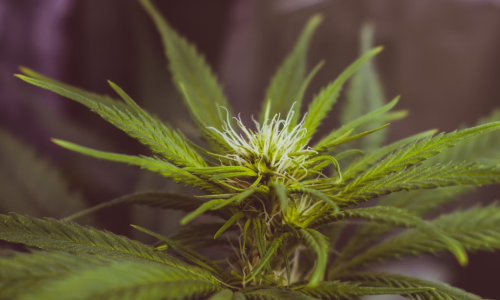 Missouri's recreational cannabis industry balloons to $1.5 billion in less than a year: A look at the boom