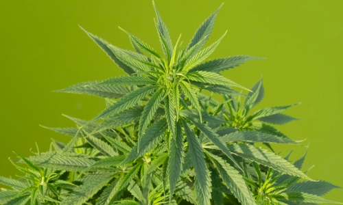 New York Cannabis Control Board Votes to Impose Cap on THC Allowed in Hemp Products