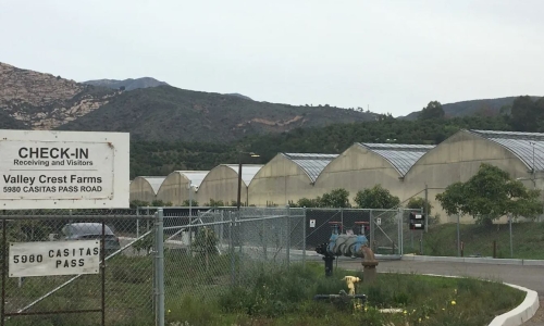 Odor-Control Pact with Cannabis Growers Breaks Down