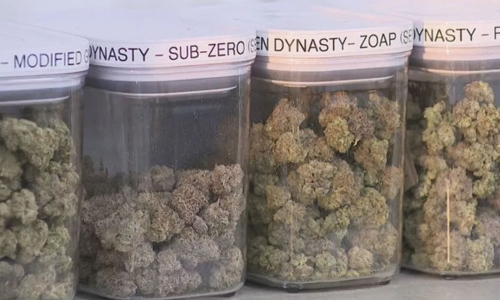 Oklahoma dispensaries navigate new challenges amid state crackdown on illegal Marijuana grows