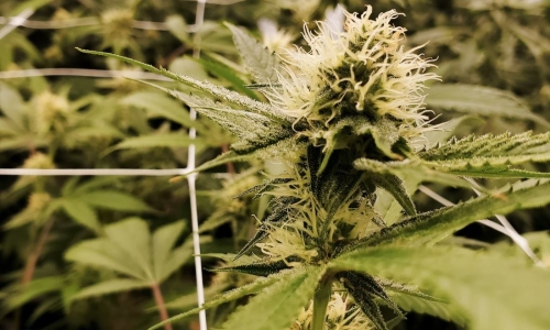 Oklahoma to Take Legal Action on Cannabis Cultivators Over Noncompliance