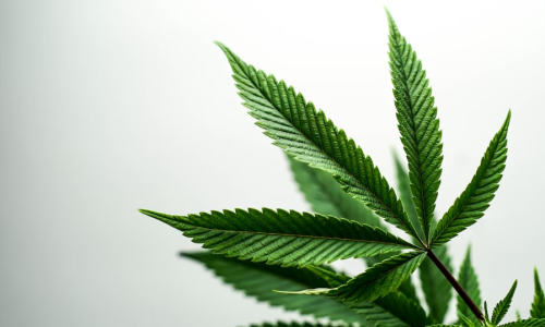 Rescheduling Cannabis Would Be a Broken Promise