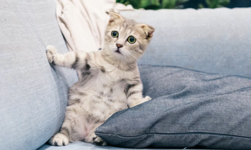 The Slow Struggle Toward Therapeutic Cannabis Use for Pets