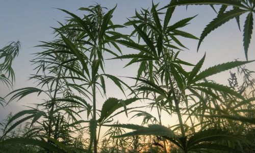 Thousands of California Cultivators call it quits amid wider slowdown