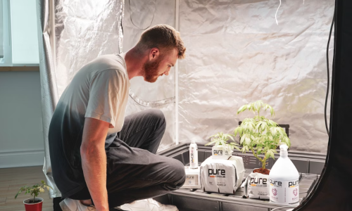 Tips on growing Cannabis from home