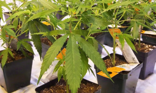 Uptick in Medical Cannabis sales leads to rise in Q2 revenues for Aurora Cannabis